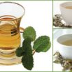 2011 12 201 105x105 - Os Benefícios do Chá Branco