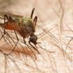 dengue 105x105 - Doenças tropicais