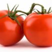 origem tomates 1 105x105 - Turbine Seu Sistema Imunológico e Proteja Seu Organismo Com Licopeno