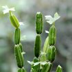 cissus 105x105 - Cissus Quadrangularis : Planta de Mil e Uma Utilidades!