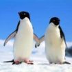 casal pinguins 105x105 - Para viver um grande amor