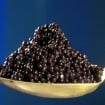 caviar 105x105 - Fique Mais Jovem Com As Cápsulas de Caviar!