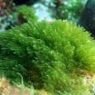 capsulas algas 105x105 - Cápsulas feitas de algas marinhas emagrecem